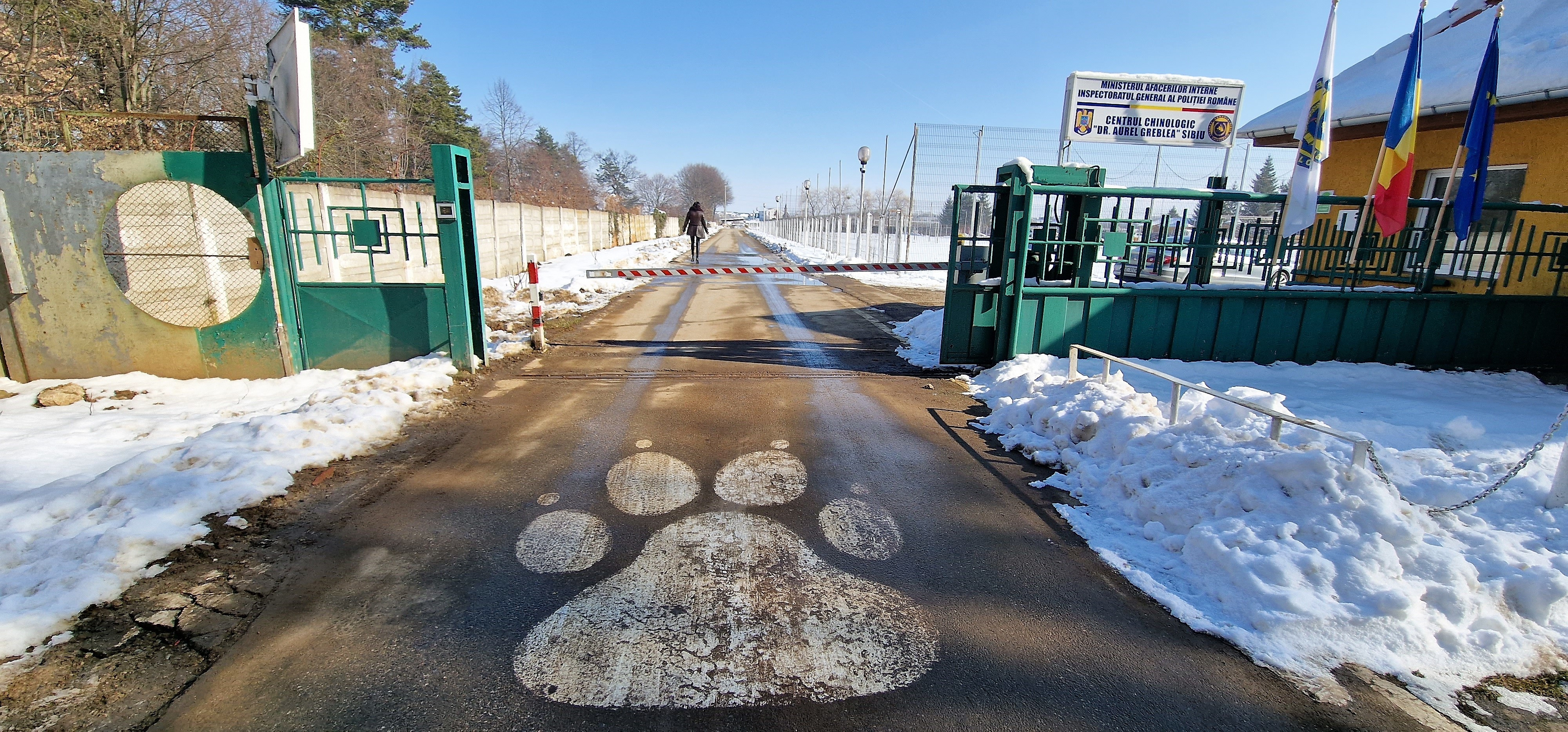 Singurul loc din România unde se pregătesc câinii de salvare în caz de cutremur