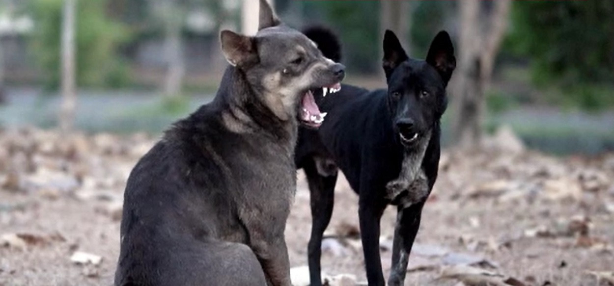 Copilul mușcat de câini în Botoșani, salvat de mama lui: "L-au târât". Proprietarul câinilor a fost reținut de poliție