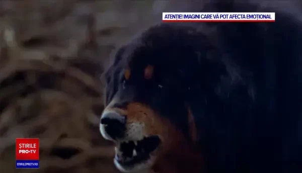 Copilul mușcat de câini în Botoșani, salvat de mama lui: "L-au târât". Micuțul a rămas fără o ureche și e ventilat mecanic