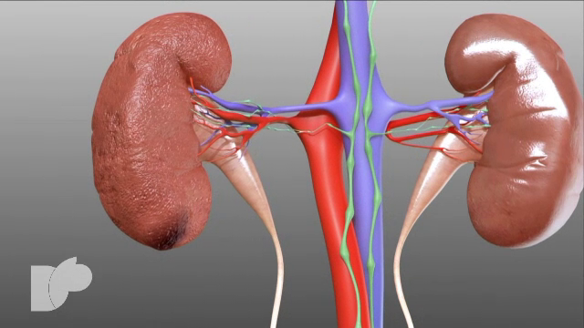Cum putem proteja rinichii de poluarea din aer. Analiza care trebuie făcută anual