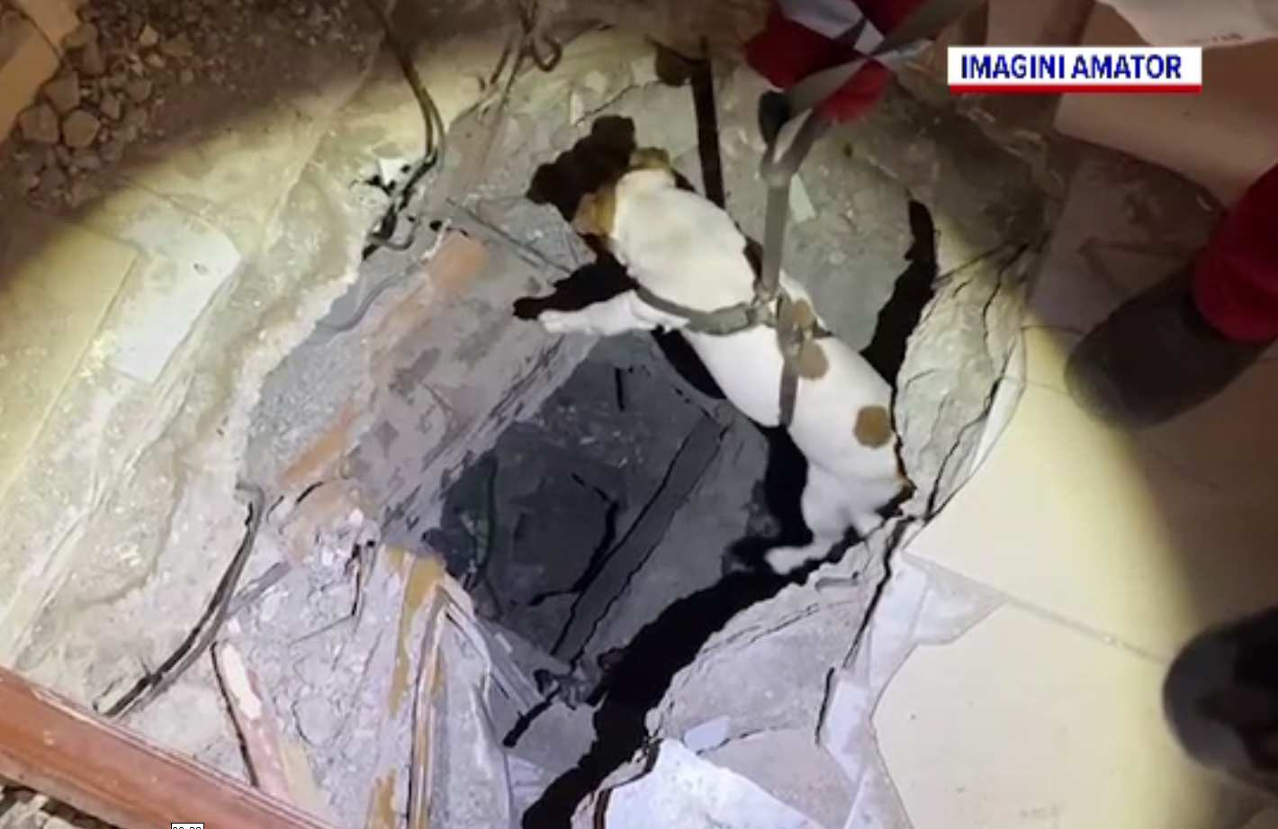 Câinii de salvare s-au întors acasă, împreună cu partenerii lor. Momentele tulburătoare prin care au trecut în Turcia