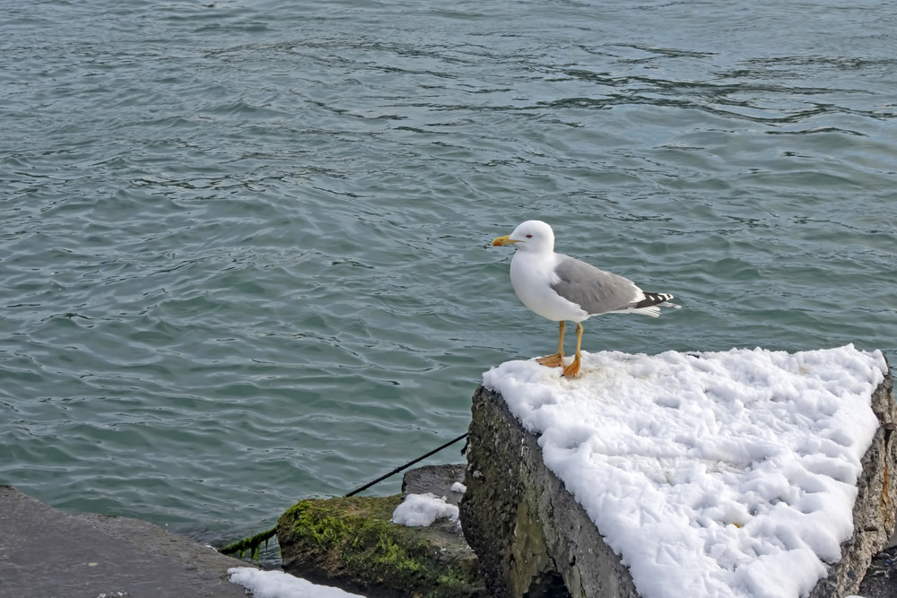 Un bărbat în vârstă de 39 de ani, din Marea Britanie, a abuzat un pescăruș. Ce i-a făcut păsării