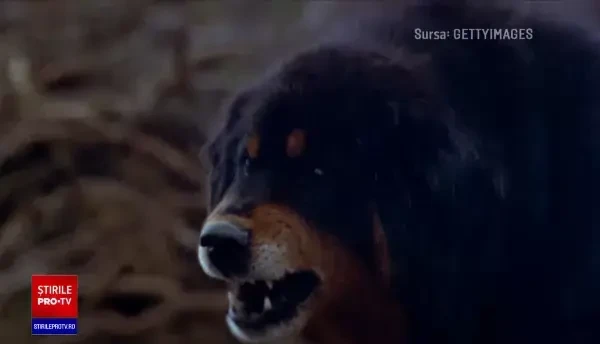 Băiatul de 10 ani din Botoșani a fost atacat de câini chiar în fața mamei sale. „Am strigat: Gabi, nu fugi și el fugea”