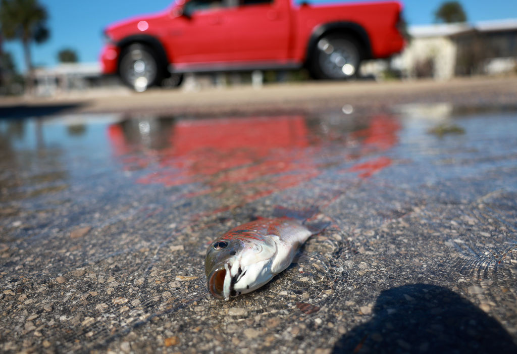 Fenomen meteo bizar în lume. Localitatea în care a început să plouă cu pești