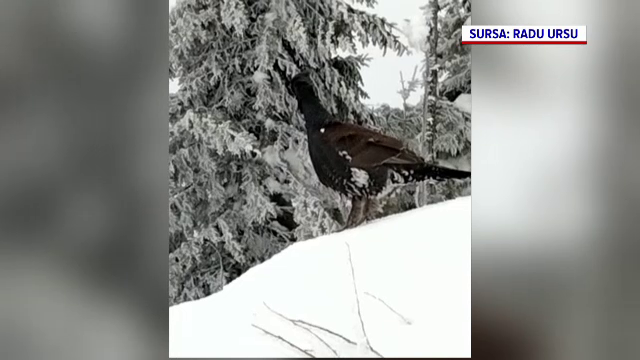 Viețuitoarea rară din munți care și-a făcut apariția pe pârtiile din Poiana Brașov. GALERIE FOTO