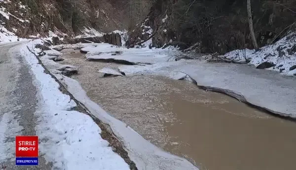 Ultimele exemplare din cel mai rar și vechi pește al Europei, care mai trăiesc doar în Făgăraș, în pericol. Ce s-a întâmplat