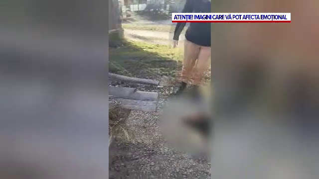 Scene macabre, în Bacău. Un bărbat a fost reținut, după ce a fost filmat când trăgea după căruţă un câine mort