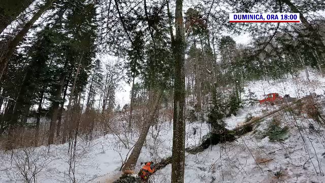 Marea defrișare | Cât lemn se scoate din pădurile României și cine sunt vinovații, duminică, la „România, te iubesc!”