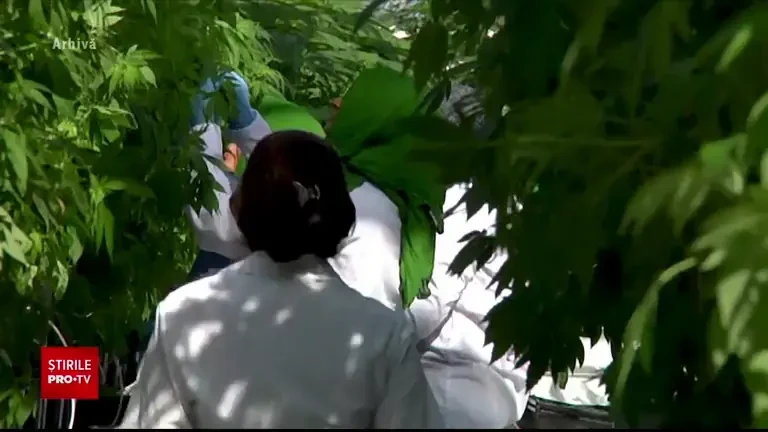 Au crescut pedepsele pentru trafic de droguri. Sunt consumatori și la 10 ani