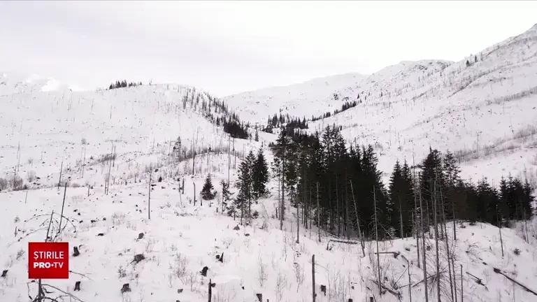 Mafia pădurilor | Cât lemn se scoate din pădurile României și cine sunt vinovații, duminică, la „România, te iubesc!”