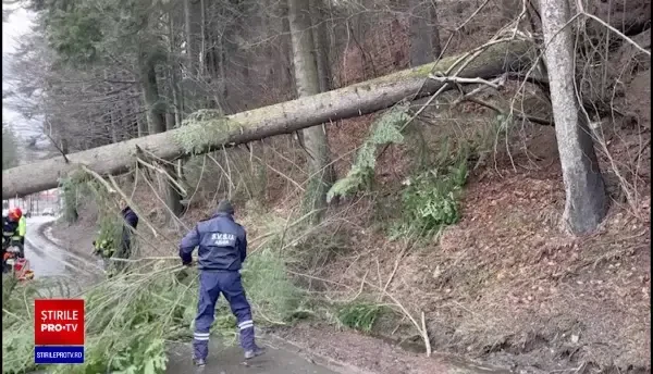 Un brad a căzut peste o mașină pe DN 1, la Azuga