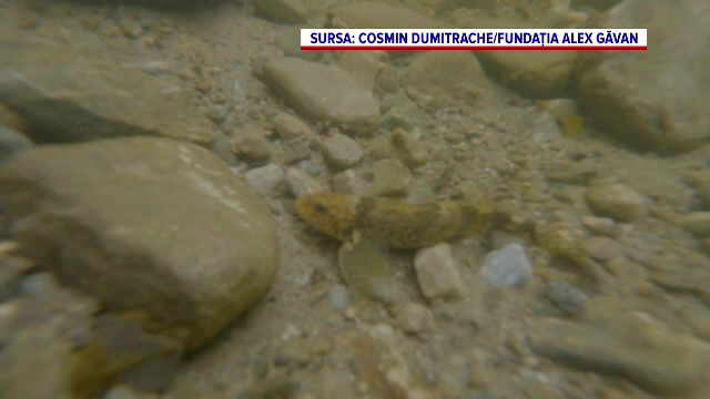 Activiștii cer Ministerului Mediului să oprească exploatarea forestieră care pune în pericol aspretele, peștele „fosilă-vie”