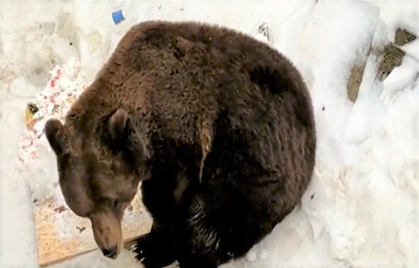 Ursul Baloo, mascota stațiunii Straja, a împlinit 23 de ani. Animalul, sărbătorit cu tort și șampanie