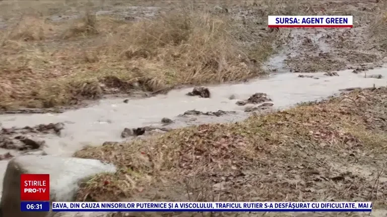 Activiștii cer Ministerului Mediului să oprească exploatarea forestieră care pune în pericol aspretele, peștele „fosilă-vie”