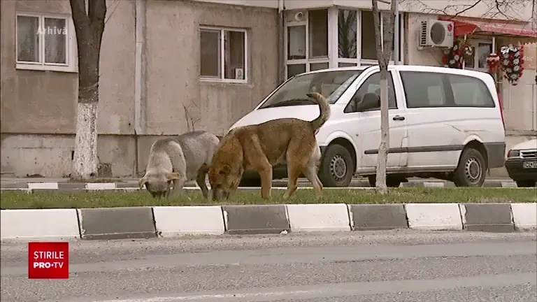 O femeie din Galați a fost atacată de o haită de câini. Un bărbat a încercat să o salveze și a ajuns în stare gravă la spital
