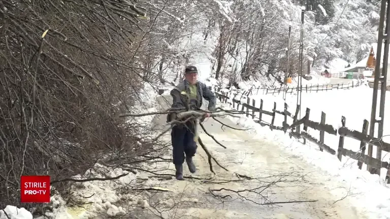 Un copac a căzut peste o mașină și crengile au intrat prin parbriz, în Sighișoara. În ce stare este șoferul. GALERIE FOTO