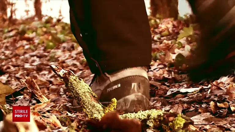 O femeie din Galați a fost atacată de o haită de câini. Un bărbat a încercat să o salveze și a ajuns în stare gravă la spital