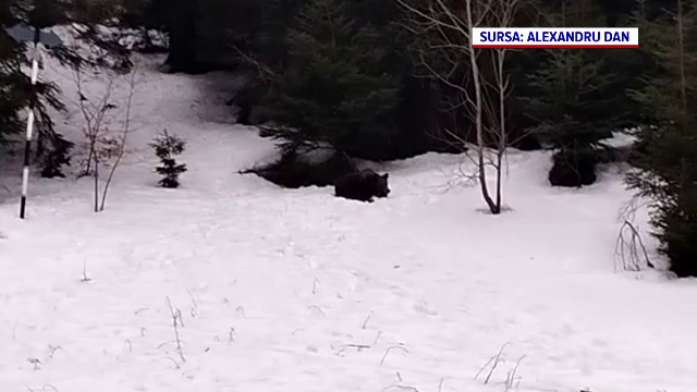 Surpriza de care au avut parte schiorii pe o pârtie din Poiana Brașov. Dacă îl vedeți, sunați imediat la 112