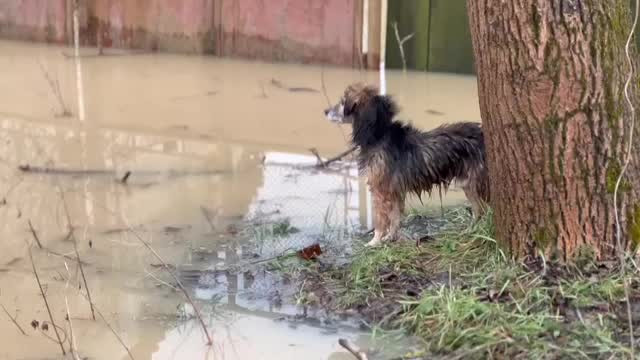 Inundații devastatoare în Timiș. Apele Begăi au pătruns în zeci de gospodării