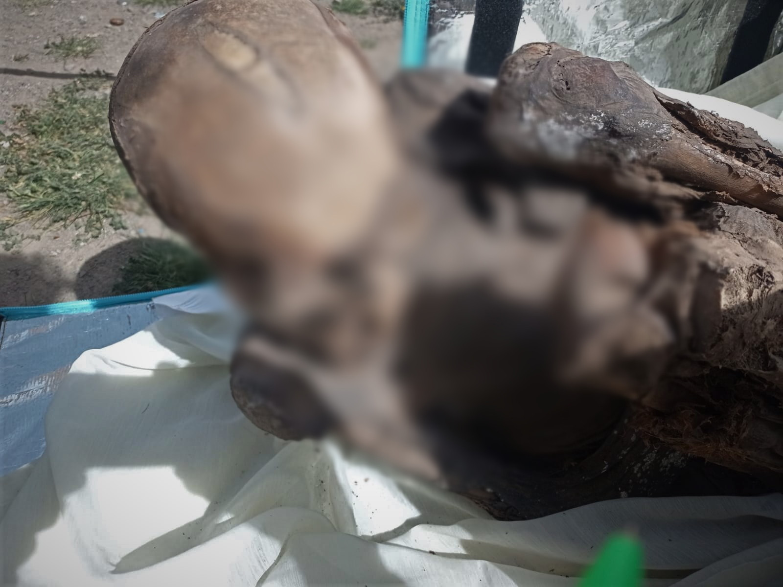 Polițiștii au găsit o mumie în cutia frigorifică a unui curier. Ce voia să facă cu rămășițele vechi de sute de ani