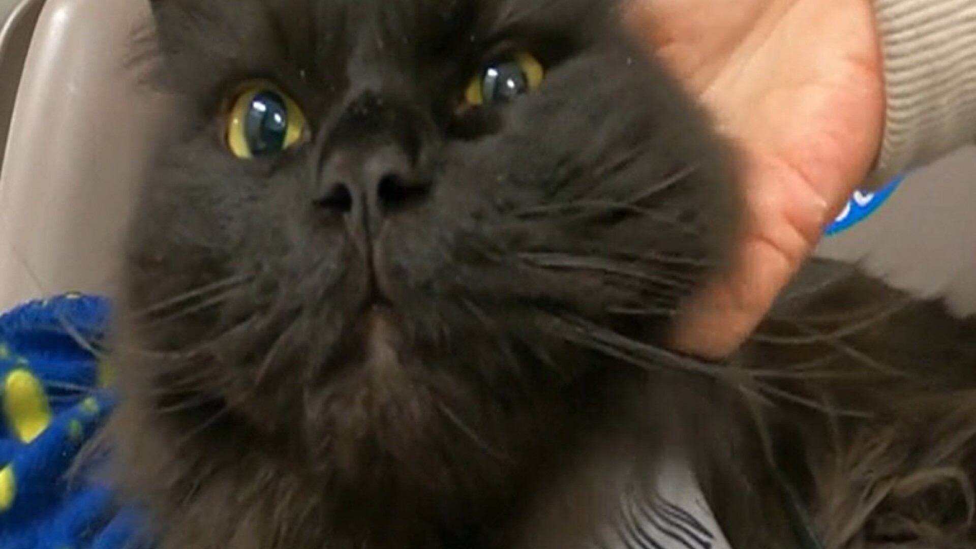 Cum a prins un motan rolul de terapeut într-un spital din Londra. „Tratamentul” cu care îi întâmpină pe pacienți