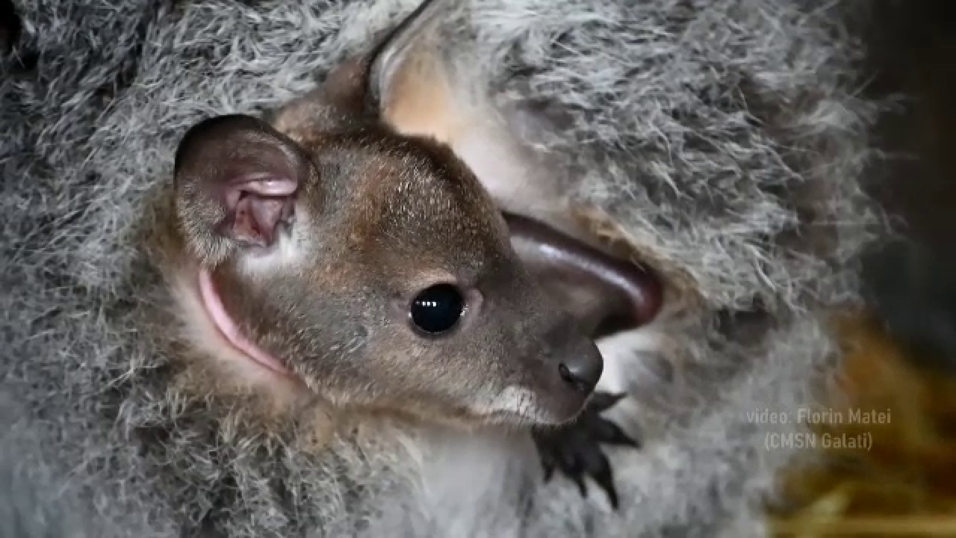 Vizitatorii Grădinii Zoologie din Galați, invitați să aleagă numele unui pui de cangur pitic născut în captivitate