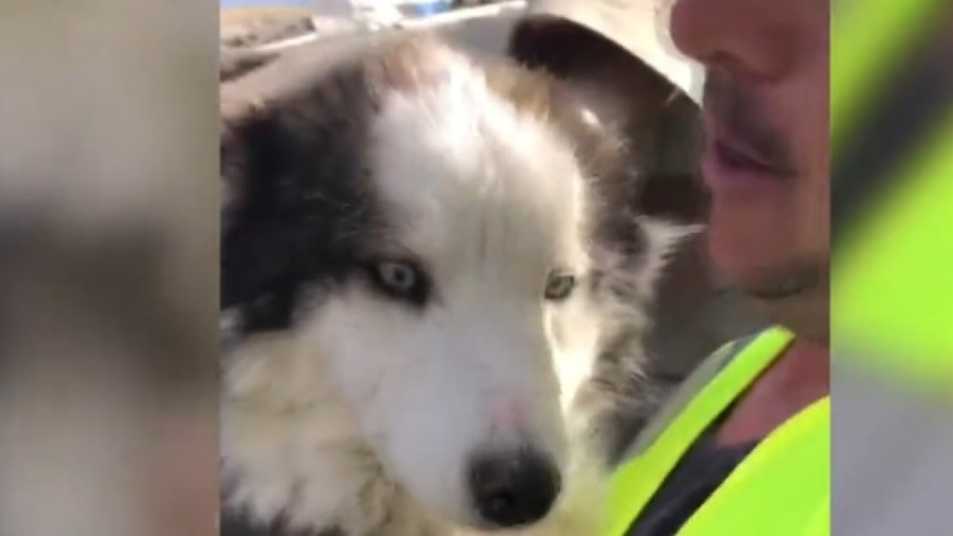 Un câine a fost salvat de sub dărâmături după 23 de zile de la cutremurele devastatoare din Turcia. VIDEO