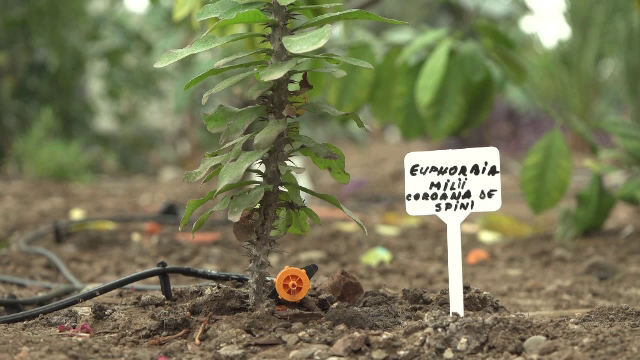 Cum a fost transformată Grădina Botanică Bucov într-o seră inteligentă. Inovația lansată de elevii unei echipe de robotică