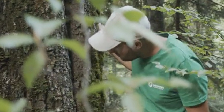 Adolescenții care vor să devină pădurari se pot înscrie în programul „Junior Ranger”