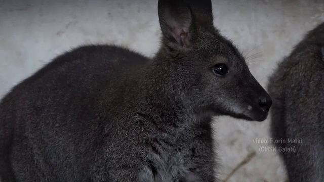 Nouă vedetă la Grădina Zoologică din Galați. Un cangur pitic a devenit atracția principală pentru vizitatori