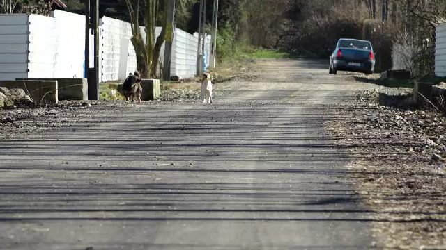 Un bătrân din Satu Mare a fost găsit fără viață, cu corpul plin de mușcături de câini la doi pași de casa lui