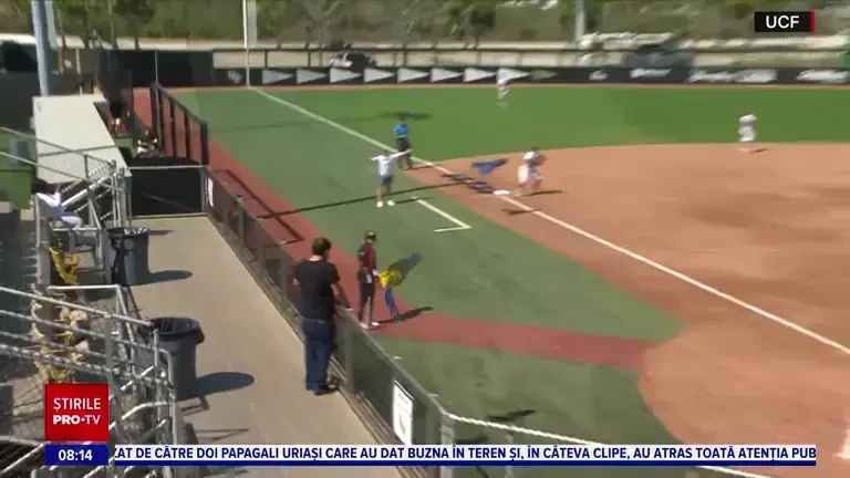 Doi papagali uriași au întrerupt un meci de softball. Reacția incredibilă a arbitrului