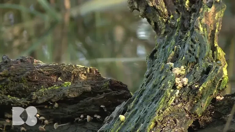 Ciupercile, cea mai bună sursă de minerale. Beneficiile nebănuite pentru sănătate