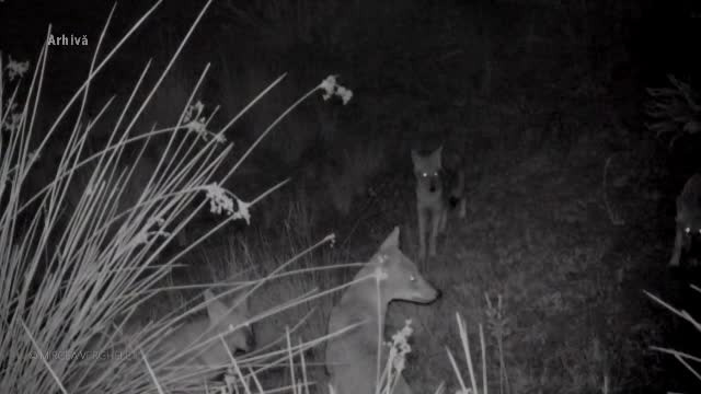 Oamenii din sudul județului Dolj sunt terorizați de haitele de șacali. Autoritățile spun că sunt mii de exemplare