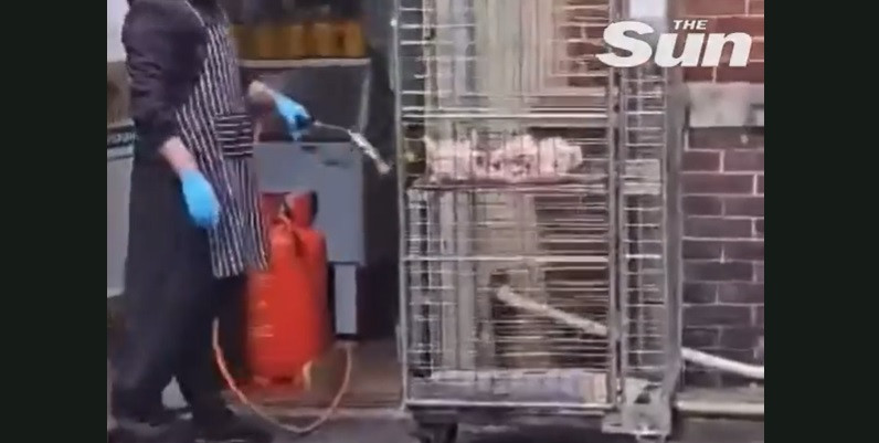 Pui gătit cu torța, pe un cărucior metalic. Imagini dezgustătoare surprinse la un restaurant. VIDEO