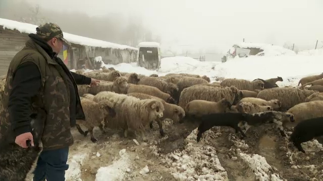 Situație disperată pentru crescătorii de oi. Au început să își vândă animalele după ce furajele s-au scumpit cu 50%