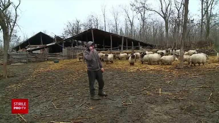 Situație disperată pentru crescătorii de oi. Au început să își vândă animalele după ce furajele s-au scumpit cu 50%