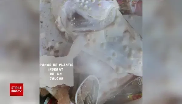 Marea Neagră, coșul de gunoi al Europei de Est. Agenția Europeană de Mediu trage un semnal de alarmă. Ce s-a descoperit