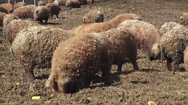 Panică la o fermă din Mureș. Cinci porci au fost omorâți de un urs, deși animalele erau protejate de două garduri electrice