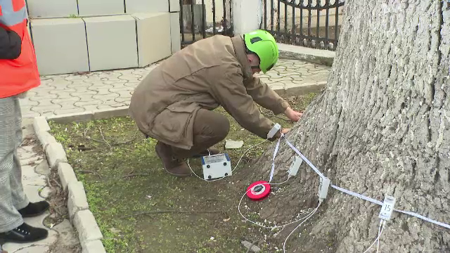 Copacii din Galați vor fi testați cu un „tomograf” special. Primăria va ști ce arbori trebuie tăiați