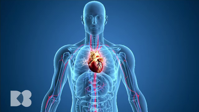 Ce au în comun arterele și venele și cum ajută mersul pe jos la circulația sângelui