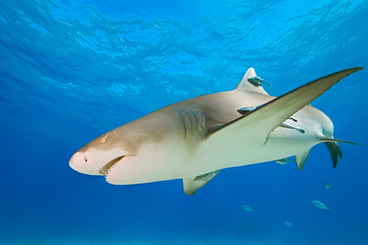 Un rechin a smuls o parte din brațul unei fete. Cu o zi înainte, bestia din adâncuri a atacat un adolescent de 14 ani