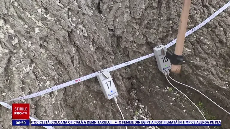 Copacii din Galați vor fi testați cu un „tomograf” special. Primăria va ști ce arbori trebuie tăiați