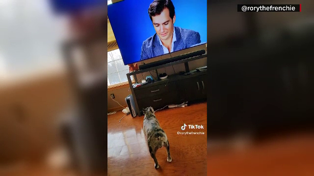 Un cățeluș s-a îndrăgostit de Superman. Cum reacționează Rory de fiecare dată când aude vocea actorului