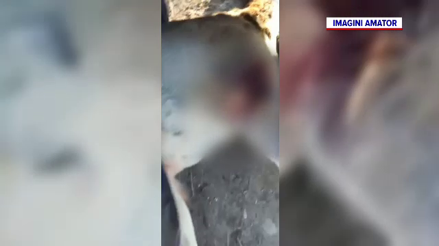 O căprioară a fost salvată de un bărbat din colții unor maidanezi