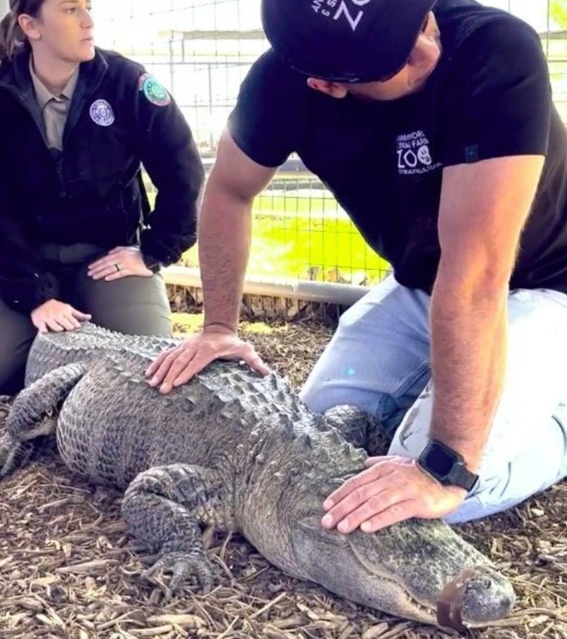 aligator