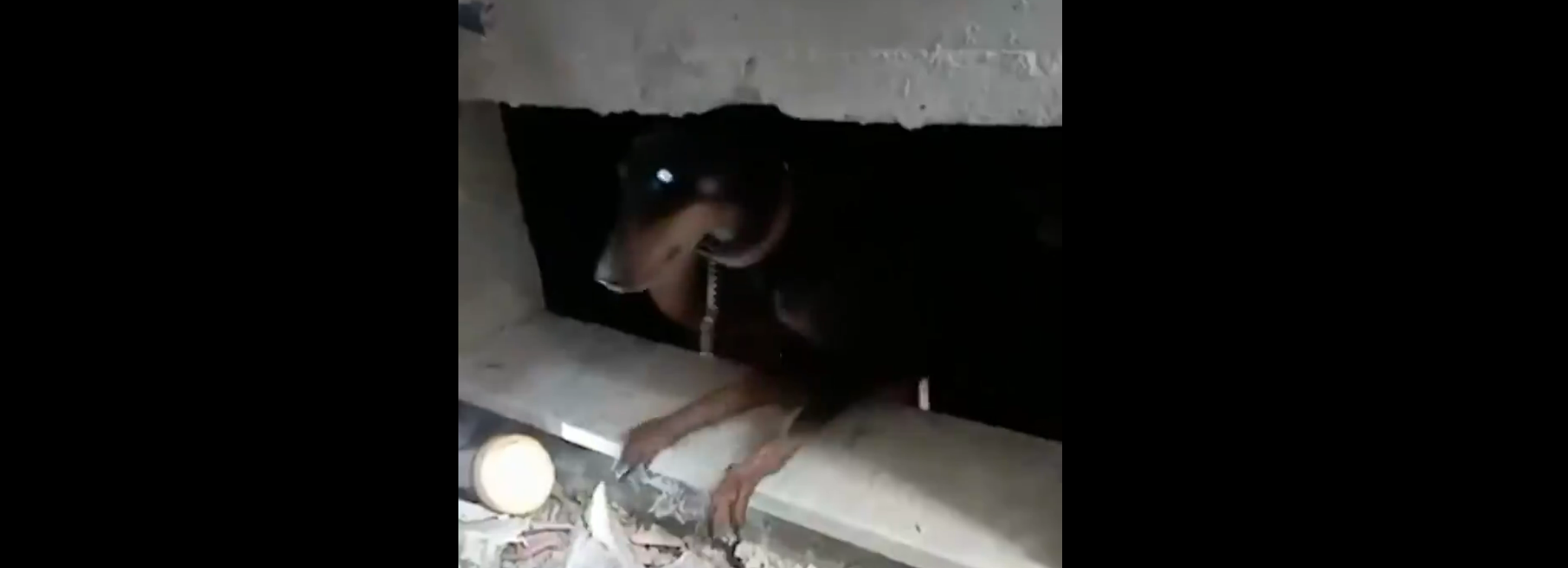 VIDEO emoționant | O cățelușă și cei trei pui ai săi au fost salvați de sub dărâmături, în Turcia, la o lună de la cutremur