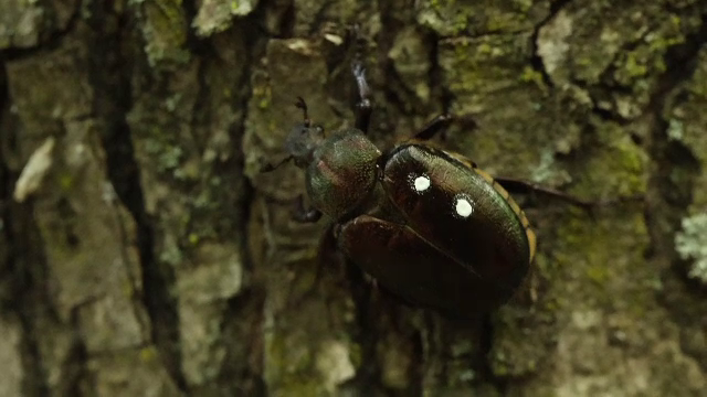 „Gândacul sihastru”, mica vietate din Munții Vrancei care i-a fascinat pe biologi. Insecta este pe cale de dispariție