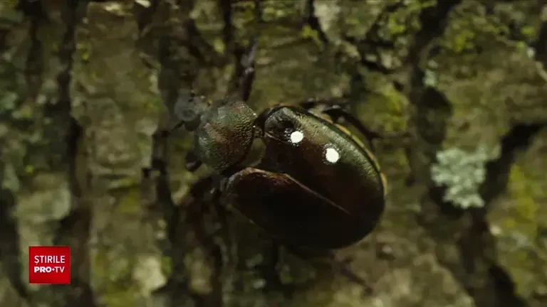 „Gândacul sihastru”, mica vietate din Munții Vrancei care i-a fascinat pe biologi. Insecta este pe cale de dispariție în Euro