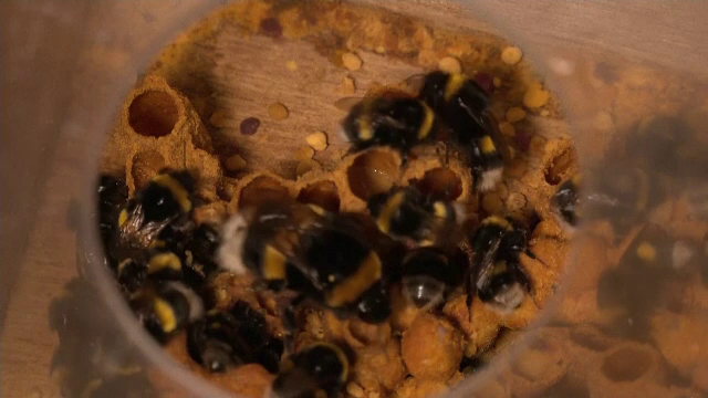 Studiu: Cercetătorii au stabilit că albinele pot rezolva puzzle-uri simple și le transmit suratelor metoda